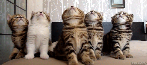 kittens looking